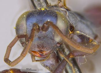 Media type: image;   Entomology 13626 Aspect: head frontal view